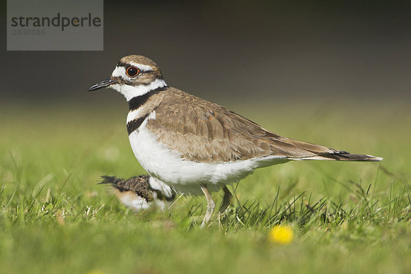 Ein Killdeer (Charadrius Vociferus) auf die Landzunge Cordova in British Columbia  Kanada.