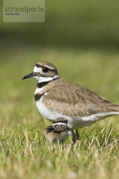 Ein Killdeer (Charadrius Vociferus) auf die Landzunge Cordova in British Columbia  Kanada.