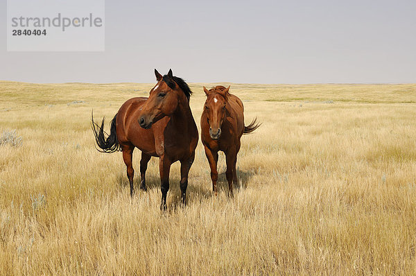 Zwei Pferde auf der Grassland der offenen Prärien - südliche Saskatchewan  Kanada.