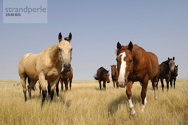 Pferde auf das offene Grasland der Prärie - südliche Saskatchewan  Kanada.