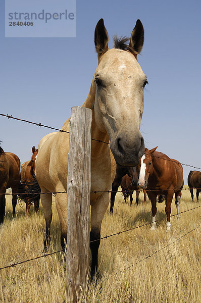 Pferde entlang einer Linie Zaun auf das offene Grasland der Prärie - südliche Saskatchewan  Kanada.