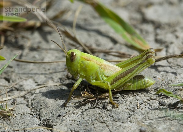 Grasshopper  British Columbia  Kanada.