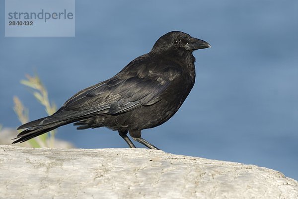 Nordwestlichen Crow (Corvus Caurinus)  British Columbia  Kanada.
