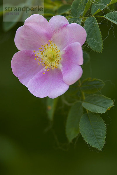 Wildrose (Rosa Arkansana)  British Columbia  Kanada.