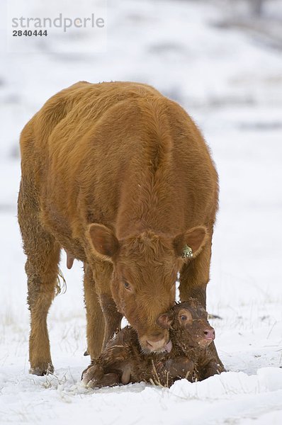 Red Angus (Bos Taurus) Weibchen mit neugeborenen Kalb. Sie steht Wache über das neue Kalb  dessen Fell noch nass ist. Sobald sie das Haar trocken leckt das Kalb  warm werden  obwohl es draußen  Ranch  Südwest Alberta  Kanada geboren worden.