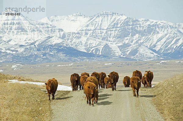 Red Angus (Bos Taurus) Weibchen und Kälber. Viehzüchter in diesem Bereich fahren oft ihr Vieh auf Landstraßen  Weiden  anstatt sie in einem LKW laden zu ändern. Südwesten Alberta  Kanada.