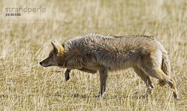 Coyote (Canis Latrans) adult Jagd auf Wiese. Es ist lange hellen Mantel wird bald vergossen werden  wie das Wetter wärmer macht. Waterton-Lakes-Nationalpark  Südwest Alberta  Kanada.