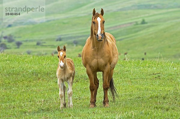 Pferde (Equus Caballus) Weibchen und Fohlen. In diesem Bereich Weibchen gebären in offene Weiden. Die Weibchen sind sehr Schutz von ihre Fohlen für den ersten Monaten des Lebens. Ranch  Südwest Alberta  Kanada.
