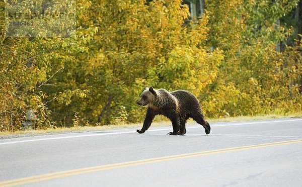Grizzlybär (Ursus Arctos Horribilis) juvenile Kreuzung Autobahn in der Nähe der Eingang zum Park. Wahrscheinlich ist drei Jahre alt dieser jungen Bär nun auf eigene seit der Brutzeit im Juni als seine Mutter in Mastitis und gegengerichteten wieder kam. Waterton-Lakes-Nationalpark  Südwest Alberta  Kanada.
