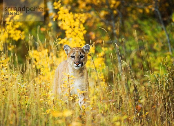 Cougar (Felis Concolor) Juvenile. Eine einsame und stark territorialen Jagd-Spezies  die isoliert oder ungestört Spiel-Rich Wildnis erfordert. Die Punkte der ein Kätzchen sind noch schwach sichtbar  angibt  die dieser Probenmaterial wahrscheinlich 6 bis 8 Monate alt ist. Waterton-Lakes-Nationalpark  Südwest Alberta  Kanada.