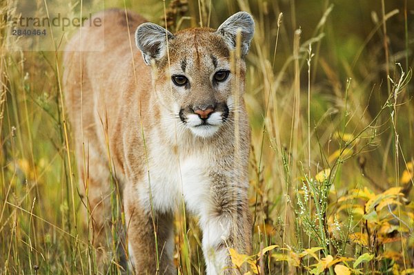 Cougar (Felis Concolor) Juvenile. Eine einsame und stark territorialen Jagd-Spezies  die isoliert oder ungestört Spiel-Rich Wildnis erfordert. Die Punkte der ein Kätzchen sind noch schwach sichtbar  angibt  die dieser Probenmaterial wahrscheinlich 6 bis 8 Monate alt ist. Waterton-Lakes-Nationalpark  Südwest Alberta  Kanada.