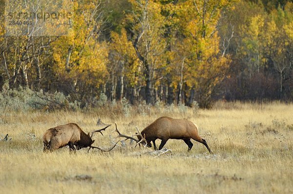Elk (Cervus Elaphus) Männer. Während der Brutzeit Ende September bis Oktober. Sie werden Vigoursly verteidigen ihre Frauen von anderen Männchen und oft Kämpfe ausbrechen. Gelegentlich ist es eine bedeutende Schädigung oder sogar zum Tod. Waterton-Lakes-Nationalpark  Südwest Alberta  Kanada.