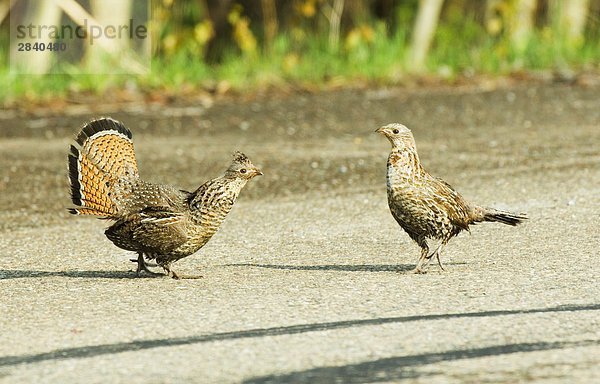 Kragenhuhn (Bonasa Umbellus) Erwachsene. Im frühen Frühling beginnen männlich Grouse Mates suchen. Sie verteidigen ihre Home-Reichweite gegen eindringende Männer beim Versuch der Frauen in den Bereich ziehen. Waterton-Lakes-Nationalpark  Südwest Alberta  Kanada.