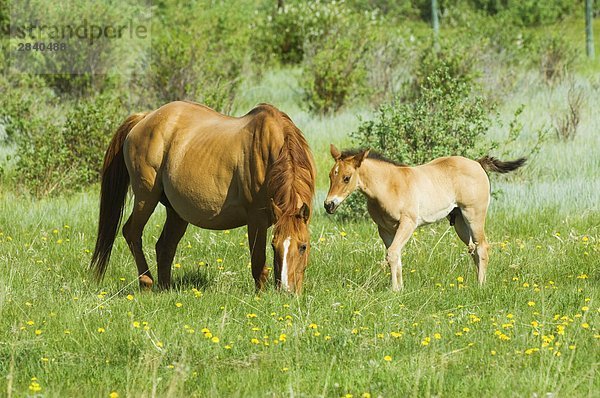 Quartal Pferde (Equus Caballus) Weibchen mit ihrer männlichen Fohlen in Weide. Ranch  Südwest Alberta  Kanada.