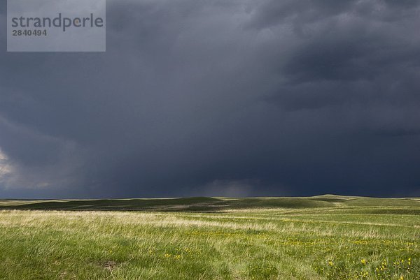 Prairie Sturm. Eine dunkle Starkregen Wolke ist das Ergebnis einer gewalttätigen Störung der Atmosphäre mit starken Winden und in der Regel Regen  Donner und Blitz  Stürme über die Prairie Grasslands oft bilden schnell kann disapate aber schnell als auch. Südwesten Alberta  Kanada.