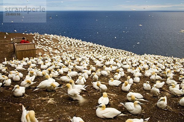 Maulbeerbaum Maulbeere Morus Basstölpel Sula bassanus Kanada Quebec