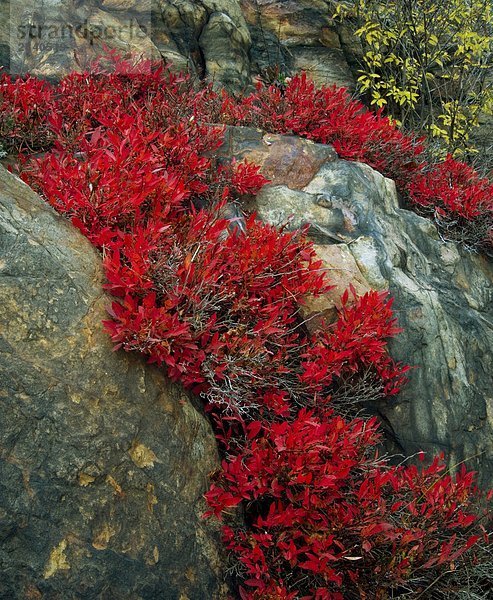 Heidelbeere (Vaccinium Angustifolium) Herbst Strauch mit Rock Outcrops  Sudbury  Ontario  Kanada.
