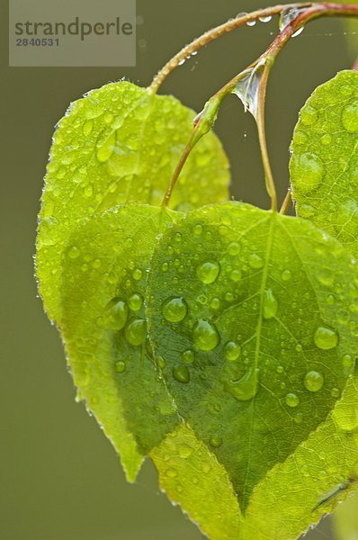 Espe Populus tremula Schutz See Zimmer Regentropfen Pappel Kanada Ontario Sudbury