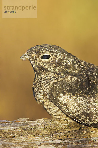Eine gemeinsame Nighthawk (kleine Chordeiles) liegt auf ein Protokoll in Victoria  British Columbia  Kanada.