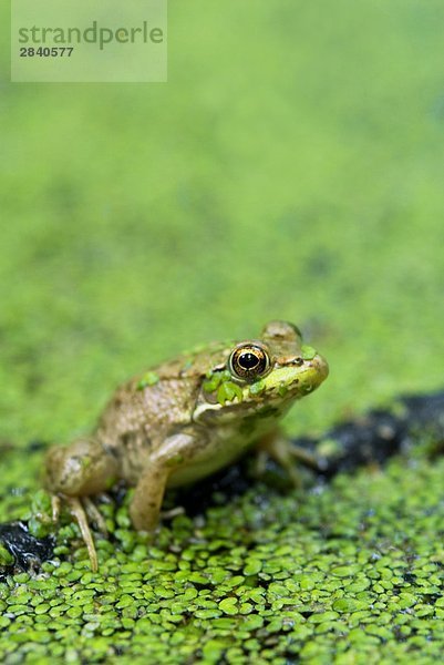 Grüne Frosch (Rana Clamitans) sitzen auf Niederlassung in Teich bedeckt mit Ente Weed (Lemna minor)  kleine Marsh Provincial Wildlife Area  Elmvale  Ontario  Kanada.