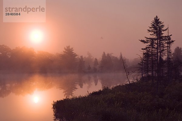 Sunrise bei Highland Teich mit Kraniche fliegen über Torrance Brachland  dunklen Himmel Reserve in der Region Muskoka in Torrance  Ontario  Kanada.