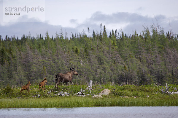Moose Kuh und Kälber am Ufer des Teiches Südwesten (Tuckamore Teich) in Main Brook  Viking Trail  Great Northern Halbinsel  Neufundland & Labrador  Kanada.