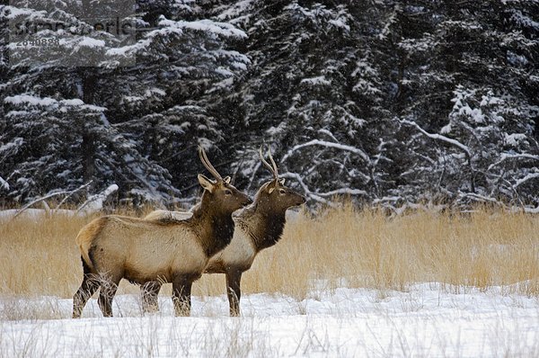 Lyck in Wiese auf Minnewanka Road  Banff-Nationalpark  Alberta  Kanada.