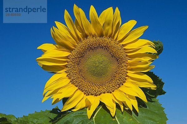 Sonnenblumen  Treherne  Manitoba  Kanada.