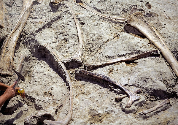 Archäologische Grabung Anblick einer versteinerten Dinosaurier  Dinosaur Provincial Park  Alberta  Kanada.