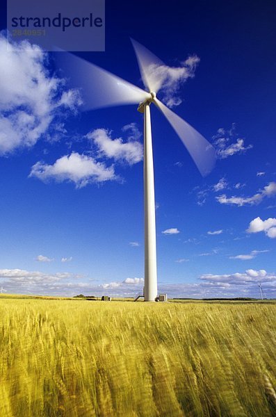 Windturbine Windrad Windräder blasen bläst blasend Wind Weizen Kanada Leon Manitoba