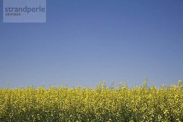 Bereich der Raps in der Nähe von Transcanada Highway  Saskatchewan  Kanada.