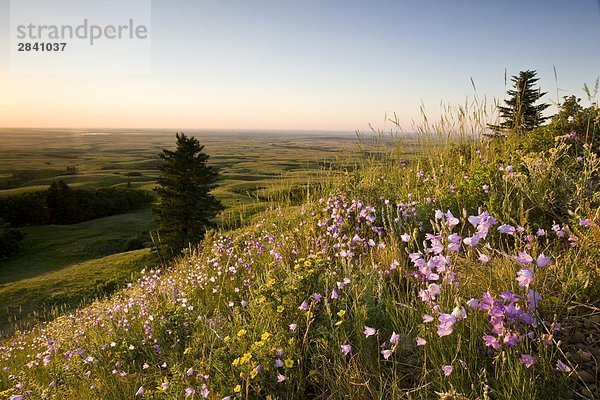 Glatze kahl Sonnenuntergang Wildblume Spitzkoppe Afrika Saskatchewan Kanada Cypress Hills Interprovincial Park