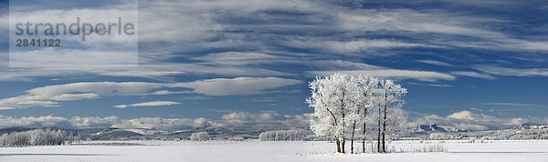 Frosty Bäume  in der Nähe von Cochrane  Alberta  Kanada.
