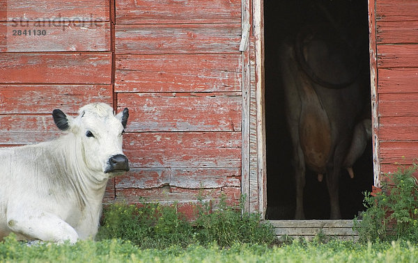 Kühe und red Barn  südliche Saskatchewan  Kanada