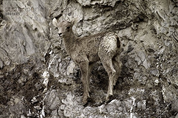 Bighorn Lamm  Jasper-Nationalpark in Alberta  Kanada.