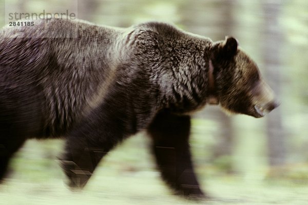 junge  Grizzly Bear in Bewegung  Jasper-Nationalpark in Alberta  Kanada.
