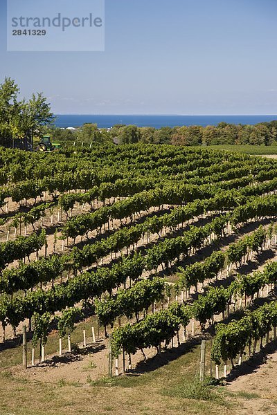 Weinberge im Osten Dell Estates Winery auf Simsbury Bank  in der Nähe von Simsbury  Ontario  Kanada