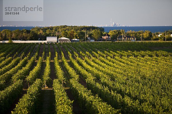 Pinot Noir Trauben wachsen auf Weinberg in Niagara-Halbinsel in der Nähe von Grimsby  Ontario  Kanada.