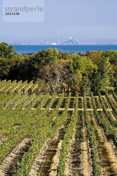 Weinberge am Flat Rock Keller Weingut  Jordan  Ontario  Kanada.