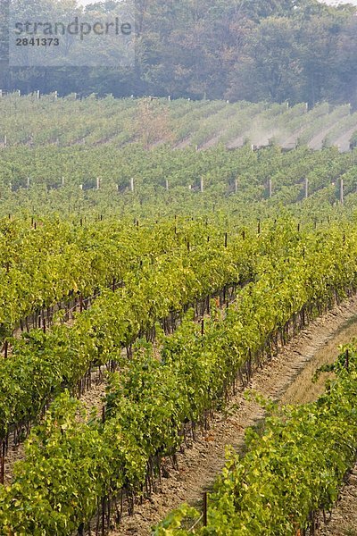 Weinberge bei flachen Felsenkeller Weingut  Jordan  Ontario  Kanada.