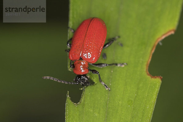 Eine rote Käfer Fütterung auf ein Blatt in Etobicoke  Ontario  Kanada.