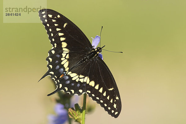 Ein Black Schwalbenschwanz Schmetterling (Papilio Polyxenes) auf einer Zichorien-Anlage in Etobicoke  Ontario  Kanada.