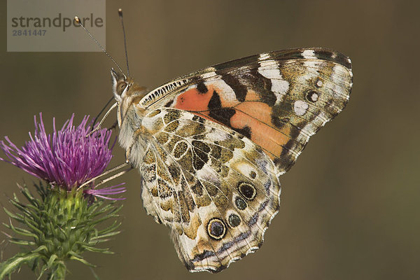 Ein Distelfalter Schmetterling (Vanessa Cardui) in Etobicoke  Ontario  Kanada.