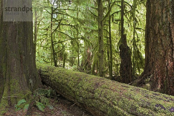 Hoch aufragenden Douglasien des Küstenwaldes und Moss-abgedeckt Zedern sind typisch für die gemäßigten Regenwald in der Nähe von Tofino  British Columbia  Kanada.