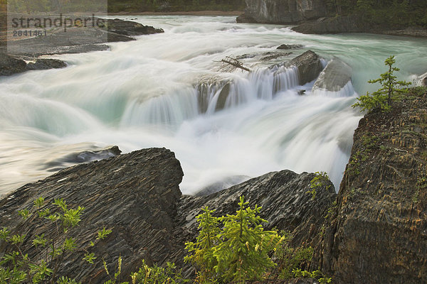 Ein rauschenden Fluss im Yoho Nationalpark  British Columbia  Kanada.