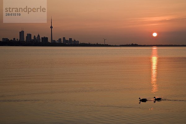 Toronto Skyline und Sunrise mit Kanadagans in Vordergrund  Toronto  Ontario  Kanada.