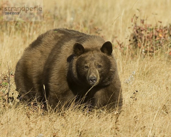 Schwarzbär (Ursus Americanus) Erwachsene (Zimt Phase). Fütterung auf eine Fülle von Beeren sammelte dieser Bär die Ebene von überschüssigem Fett  es durch Ruhezustand zu sehen. Waterton-Lakes-Nationalpark  Südwest Alberta  Kanada.