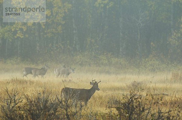 Weißwedelhirsch (Odocoileus Virginianus) Erwachsene im Nebel. Als das Wetter kühlt und rutting Zeit verschieben Ansätze Männer in die Bereiche  wo Frauen mit den jungen versammeln. Waterton-Lakes-Nationalpark  Südwest Alberta  Kanada.