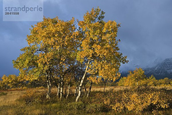 Aspen Bäume im Herbst  British Columbia  Kanada.