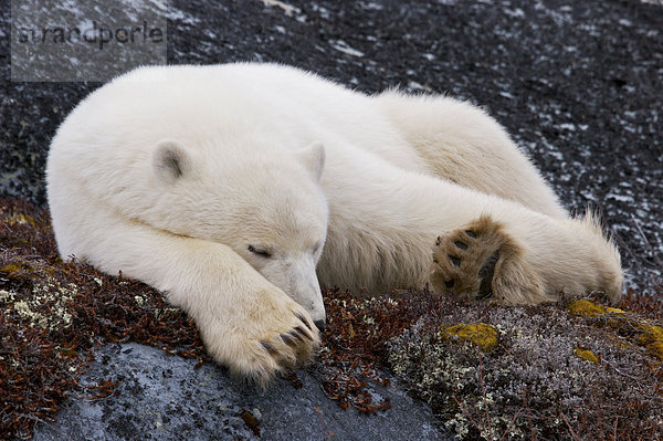 Eisbär Ursus Maritimus  in die Churchill Wildlife Management Area  Hudson Bay  Churchill  Manitoba  Kanada.